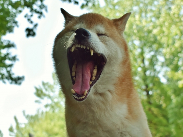 昔より飽きやすくなったことを実感して思ったこと、やってみたこと